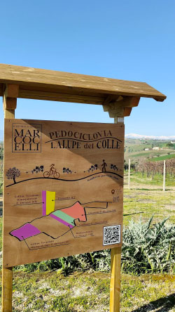 Pedociclovia nei vigneti