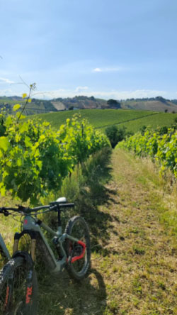 Bicicletta tra i filari